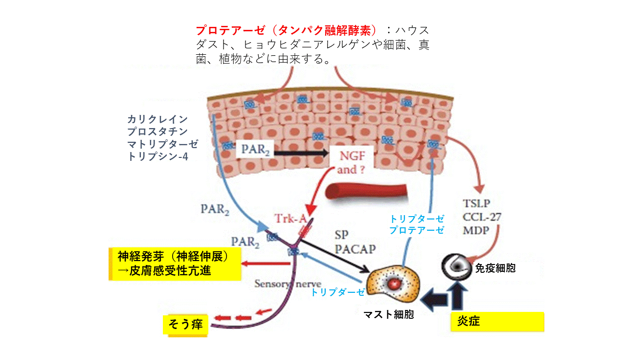 接触皮膚炎 原因アレルゲンと代替品 製品別でみる接触皮膚炎 原因アレルゲンと代替品』 ｜ 学研出版